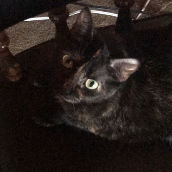 Meet your Posher, Kacie - Picture 1 of 1